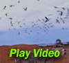 Demo: Sonic repeller at landfill