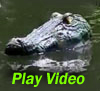 News: Gator Guard at golf course