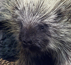 How do you get rid of porcupines?